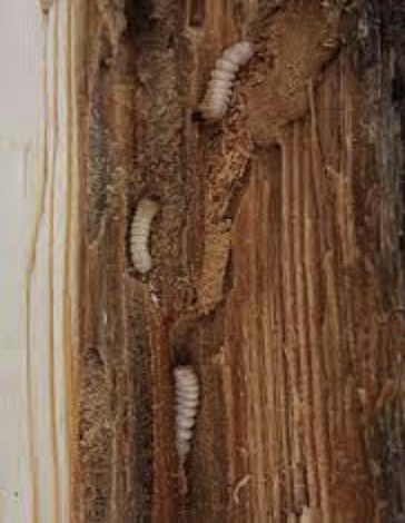Wood Boring Beetles | theXTermiGator